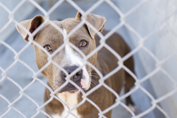 DNA studies reveal that shelter workers often mislabel dogs as 'pit bulls'  | UF Health, University of Florida Health