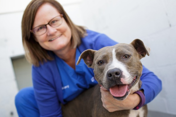 DNA studies reveal that shelter workers often mislabel dogs as 'pit bulls'  | UF Health, University of Florida Health